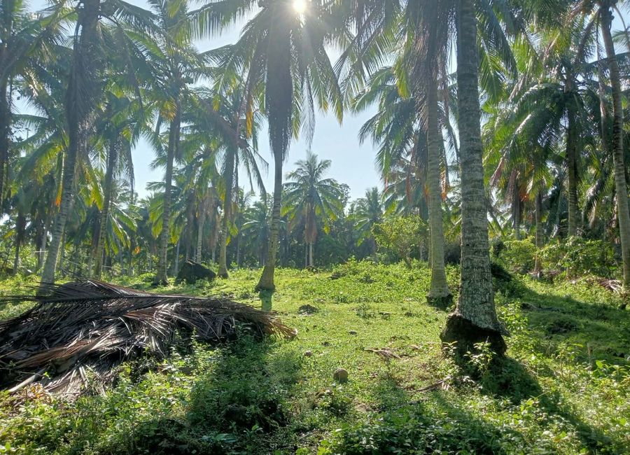 Lot for Sale at Ragay Camarines Sur Bicol near Andaya highway