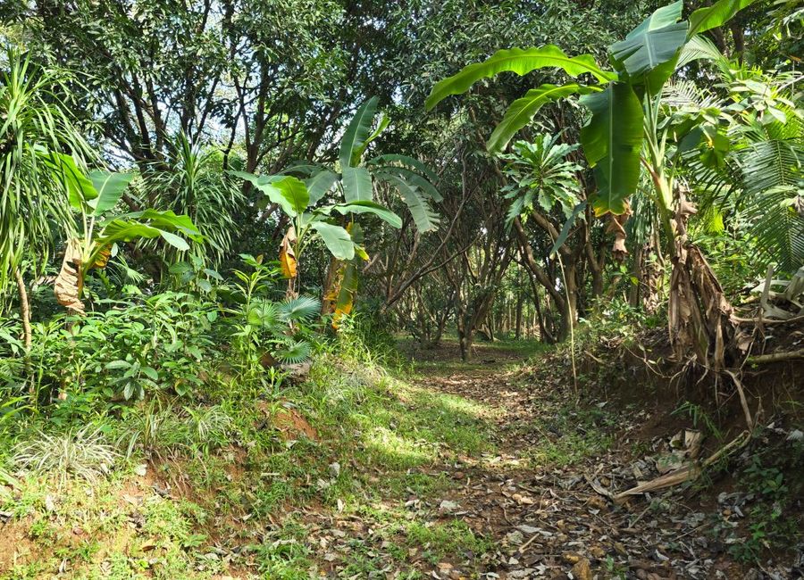 FOR SALE: VACANT LOT near TIMBERLAND San Mateo Rizal