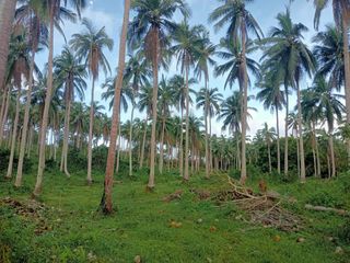 Farmland for Sale at Ragay Camarines Sur Bicol near main Highway
