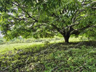 500 sqm Lot with 3 Carabao Mango Trees