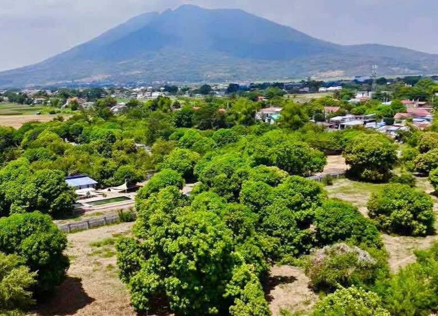 𝐌𝐀𝐍𝐆𝐎 𝐅𝐀𝐑𝐌 𝐋𝐎𝐓 𝐅𝐎𝐑 𝐒𝐀𝐋𝐄 in Paralaya Arayat Pampanga