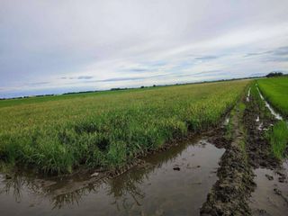 Farm Lot for Sale in Arayat Pampanga