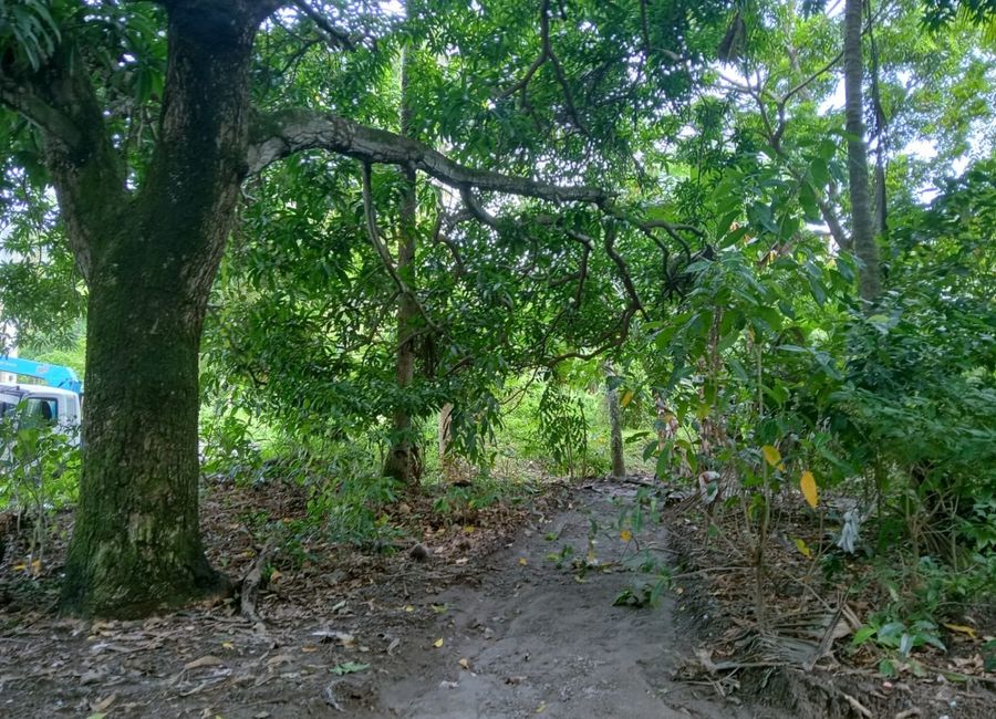 SMALL LOT FOR SALE IN DAUIN ID 15062