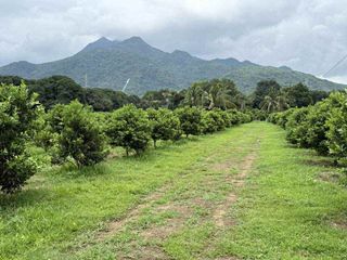 For Sale Calamansi Farm with Scenic View of Mt. Makiling