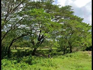 Rush Sale!!! Agricultural land