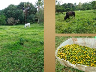 Lipa, Batangas, Farm Lot For Sale