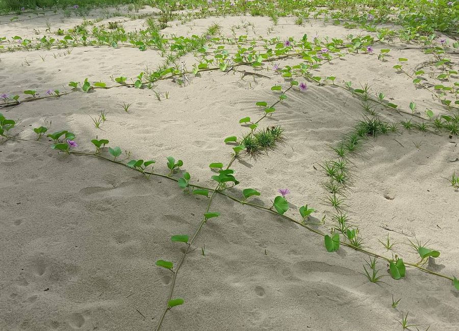 1 Hectare Beach lot for Sale in Roxas Palawan