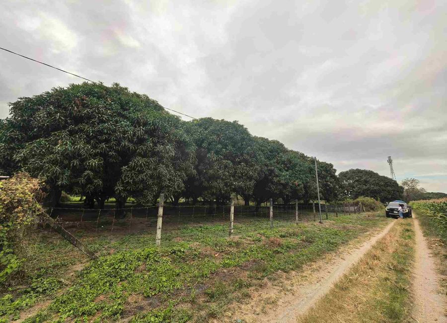 2000 SQM Mango Farm for Sale In Brgy Bical, Mabalacat City