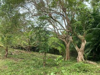 Prime Roadside Lot for Sale in Guiwanon, Baclayon, Bohol
