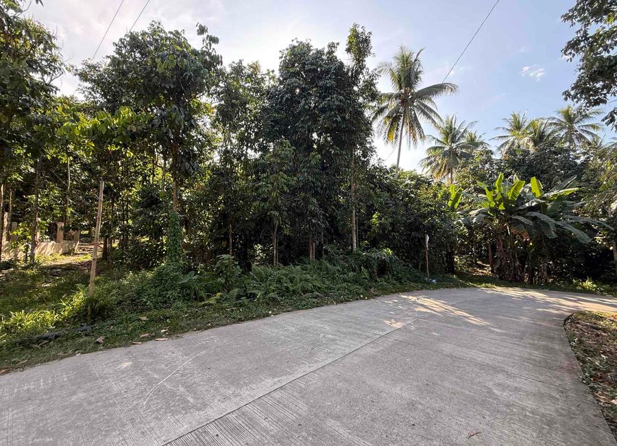 Valencia Land For Sale with Lanzones