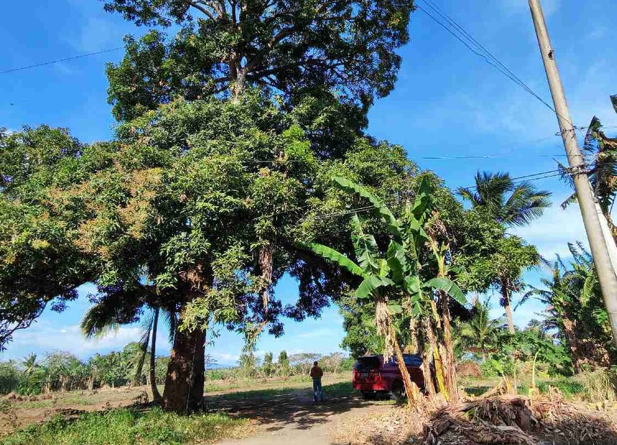 Installment Lot in Tiaong - Near Hiway