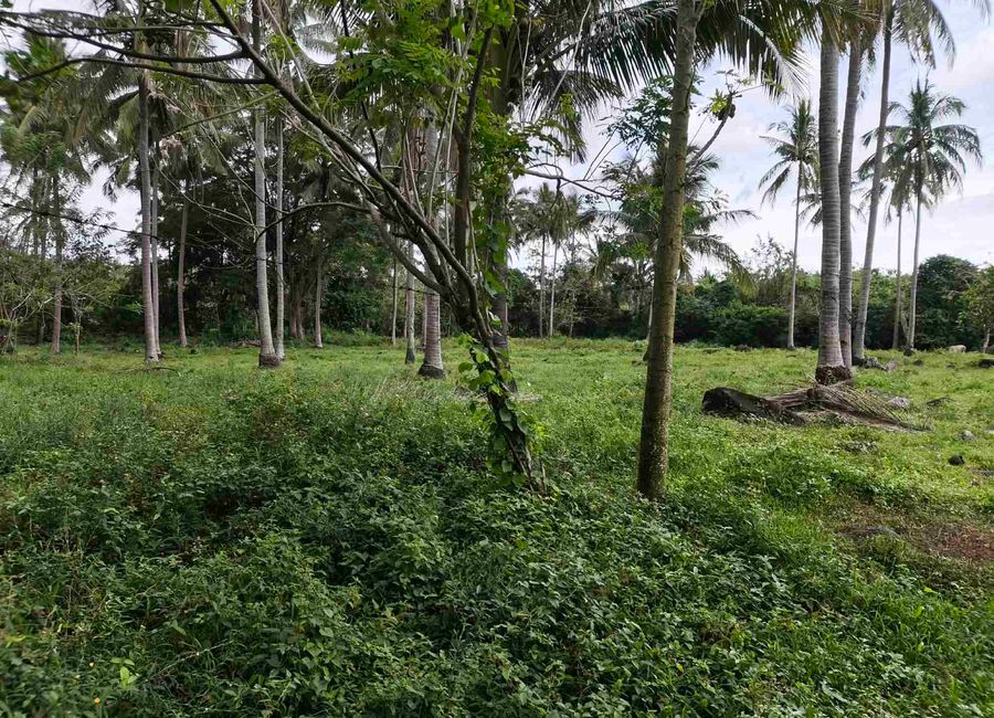 FARM LOT SARIAYA CLEAN TITLE