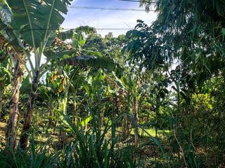 10 Hectares Agricultural Lot in Bataraza Palawan