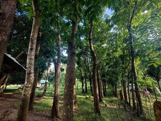14 Hectares Agricultural Lot for Sale in Bataraza Palawan