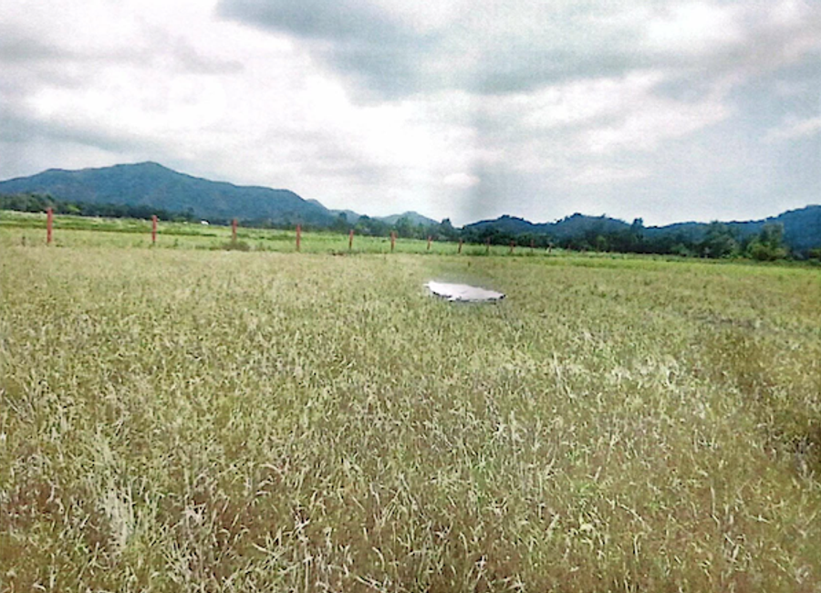 For Sale: 1-ha Agricultural Lot in Coron