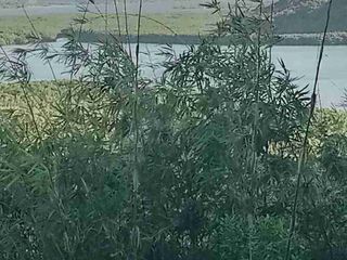 Overlooking Property in Coron