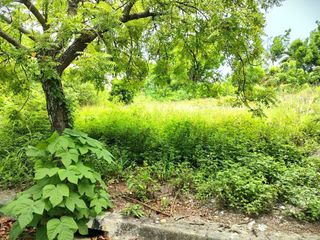 Residential Lot for sale in Consolacion, Cebu near SM in flood-free area