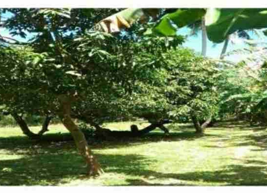 FARM LOT FOR SALE in Brgy. Aya, Talisay, Batangas