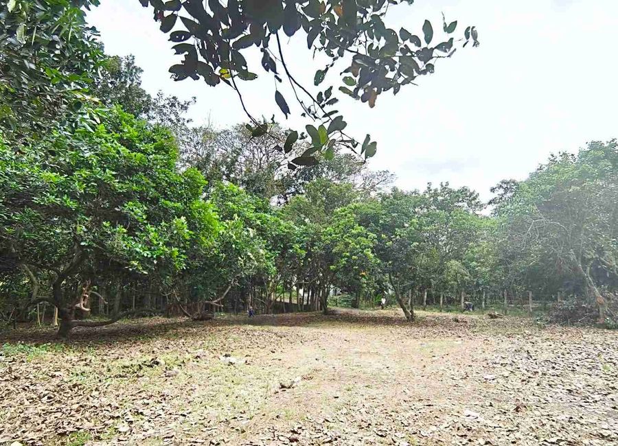 Farm Lot In Tiaong Quezon