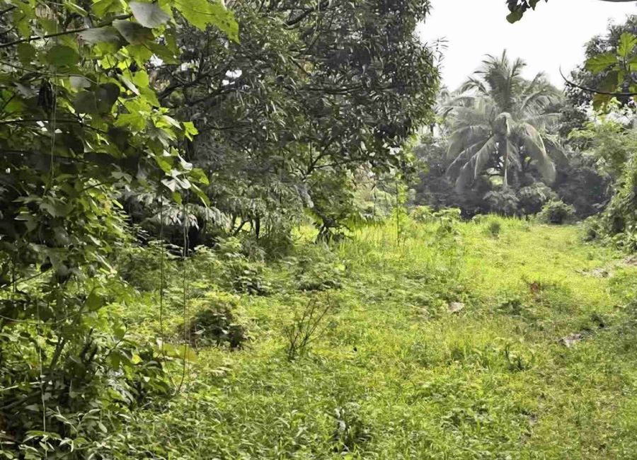 1.5 HA Farm Lot in Batangas