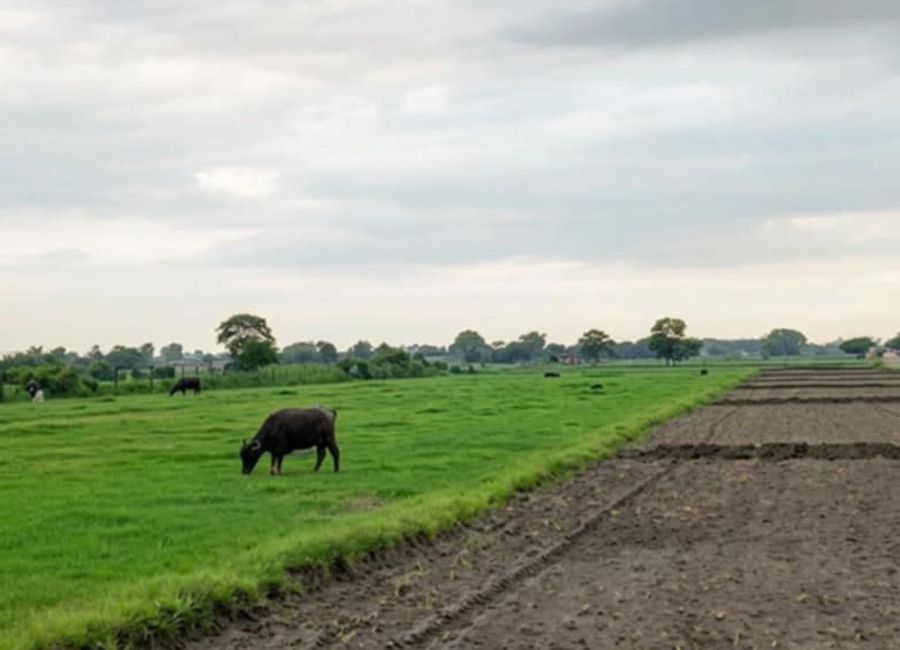 Farm Lot 8,975 sqm Mt. Arayat view for Sale in Lacmit Arayat