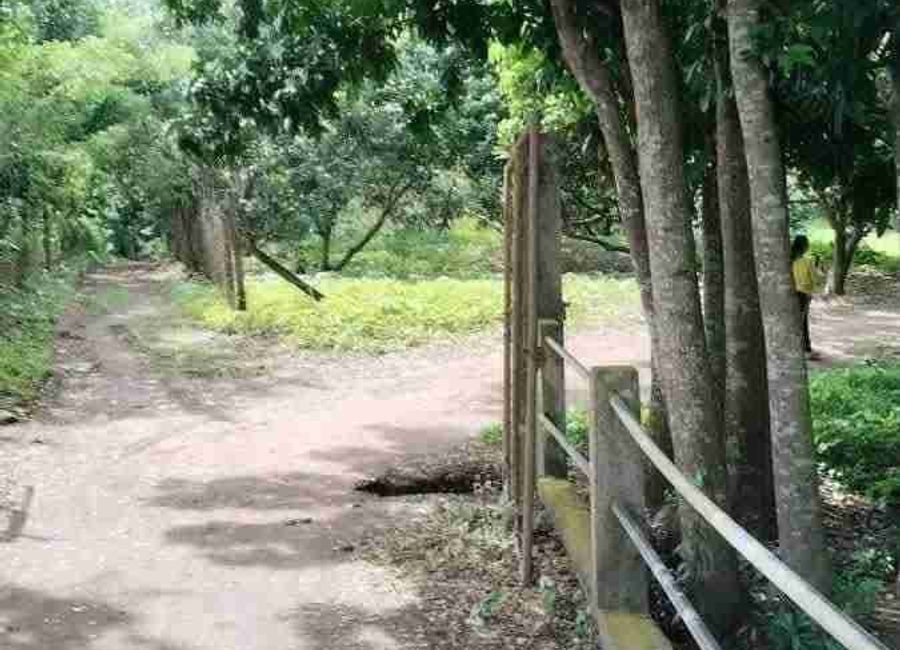 Lot For Sale Tiaong Quezon