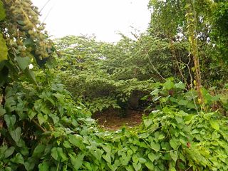 Lot 1.5 hectares For Sale along National Highway Sto. Tomas Batangas
