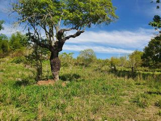 2 HECTARES AGRICULTURAL LOT IN MORONG NEAR HIGHWAY & ESTABLISHMENTS