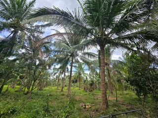 19,787 SQM AGRICULTURAL LOT