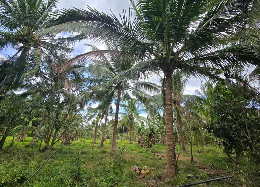 19,787 SQM AGRICULTURAL LOT