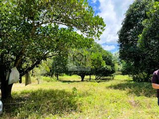 Lot for Sale: Taysan, Batangas (with Fruit-Bearing Trees)