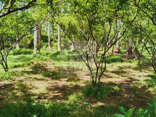 Prime Lot for Sale: Cabatang, Tiaong, Quezon