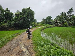 18,748 sqm clean title with coconut trees, ricefields in San Miguel Bohol