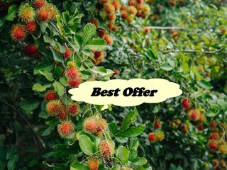 RUSH! FARM LOT W/FRUIT BEARING TREES for Sale in Laguna Philippines