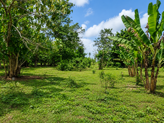 Lot For Sale - 1 Hectare Lot