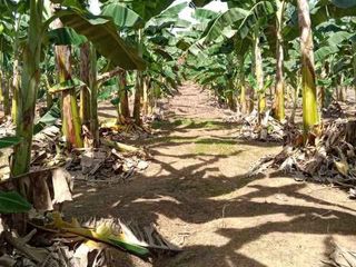 FARM LOT FOR SALE IN PILAR, BOHOL