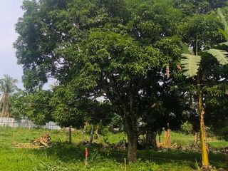 305 sqms ResiFarm 3 YRS PAYMENT TERM
