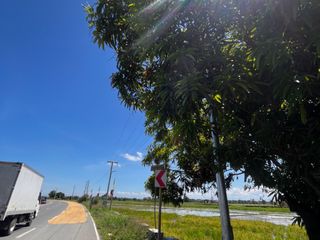 20,261 sqm Agricultural Lot For Sale Along Vergara Bypass Road | 340m Frontage | Boundary of Santa Rosa & Cabanatuan