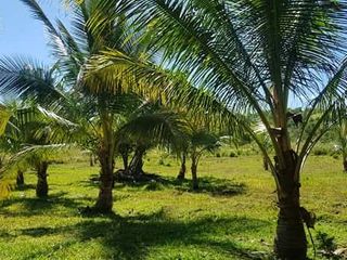 43-Hectare Agricultural Paradise – Rice Fields, Hills, Caves & Water Features