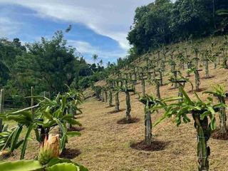 BEAUTIFUL FARM LOT FOR SALE IN LUCBAN QUEZON PROVINCE