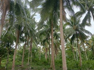 Farm lot for Sale at Del Gallego Camarines Sur