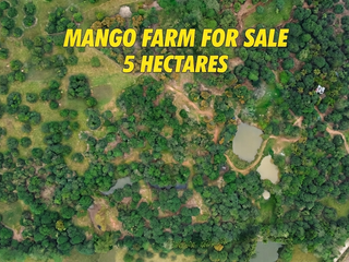 FOR SALE: Mango Farm in Jones, Isabela