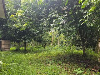 FULLY PLANTED 1.5 HECTARES FARM LOT FOR SALE 10M NEAR EDEN NATURE PARK TORIL DC