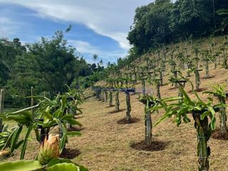 FOR SALE: FARM RESORT / AGRI-TOURISM PROPERTY IN LUCBAN, QUEZON