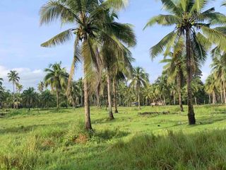 5.3 Hectares Land For Sale At Brgy Magosilom Cantilan Surigao Del  Sur
