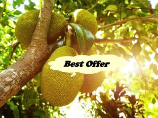 FARM LOT W/FRUIT BEARING TREES for Sale in Batangas Philippines
