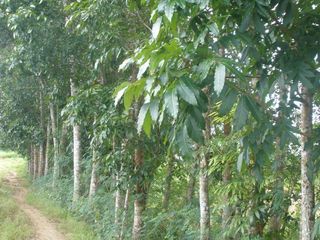Huge Agri Lot in Malibay, San Miguel Bulacan