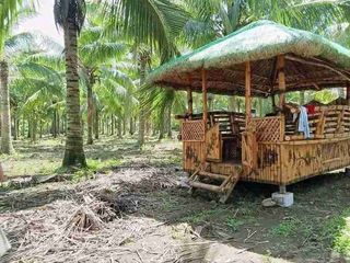 Coconut Farm Lot in Sariaya Quezon