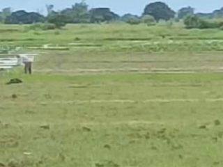 Agricultural lot for sale near to Municipality of Canarem, Tarlac