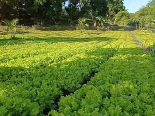 1.4+ Hectare Income-Generating Farm & Events Venue for Sale | San Jose del Monte, Bulacan